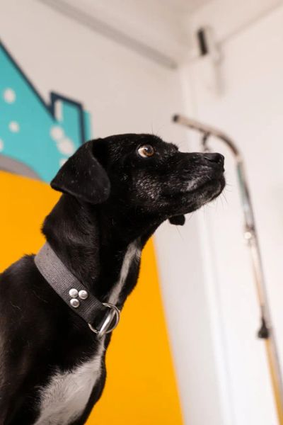 agresja-smyczowa - zdjęcie 2