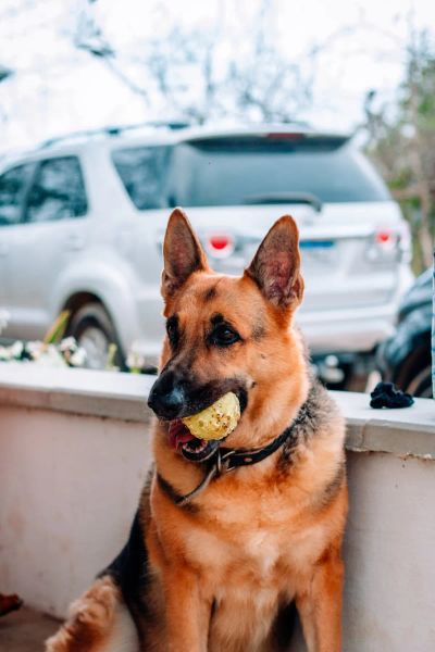 Agresja zasobowa: Dlaczego on pilnuje swojej miski?