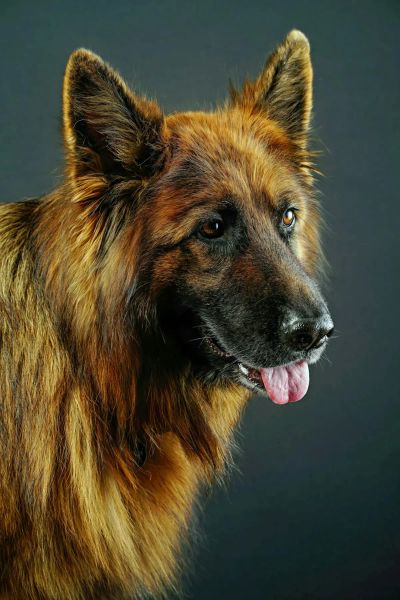 jak-zaplanowac-miejsce-na-legowisko-w-ergonomicznym-salonie - zdjęcie 1