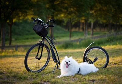 Dieta dla psa sportowego: Paliwo dla mięśni w ruchu