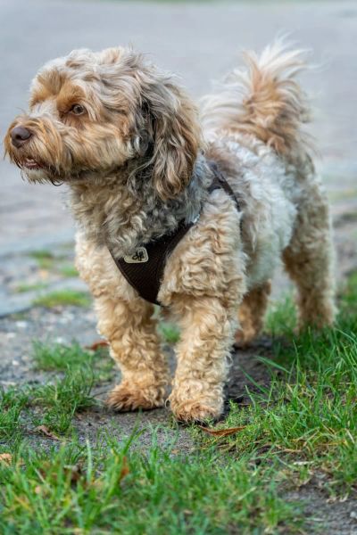 Dieta eliminacyjna: Jak wytropić alergen u psa?