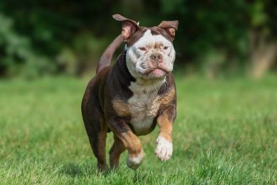 Dieta psa sportowego