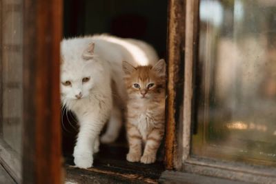 Drugi kot w domu: Jak uniknąć terytorialnej wojny?