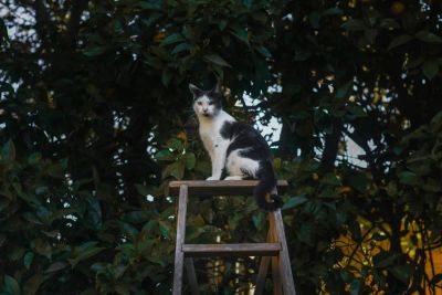 Enrichment dla kota: Jak urządzić pionowy świat?