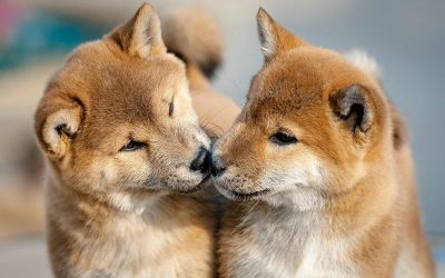 jedzenie-ze-stolu - zdjęcie 1