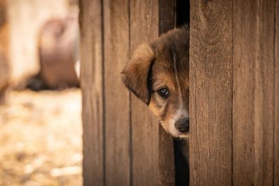 Klatka kennelowa: Domowy azyl w nowoczesnym wnętrzu