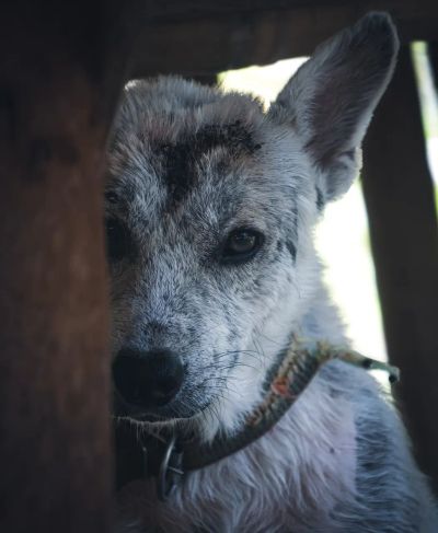 lek-przed-burza-i-fajerwerkami - zdjęcie 1