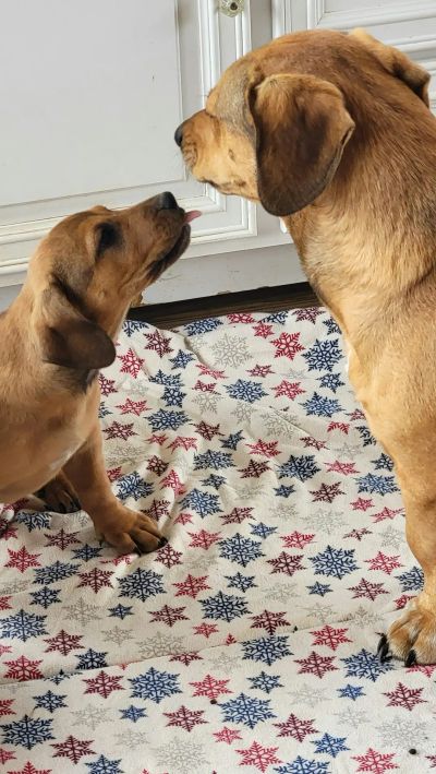 Mowa ciała psa: Rozmowa bez słów w Twoim salonie