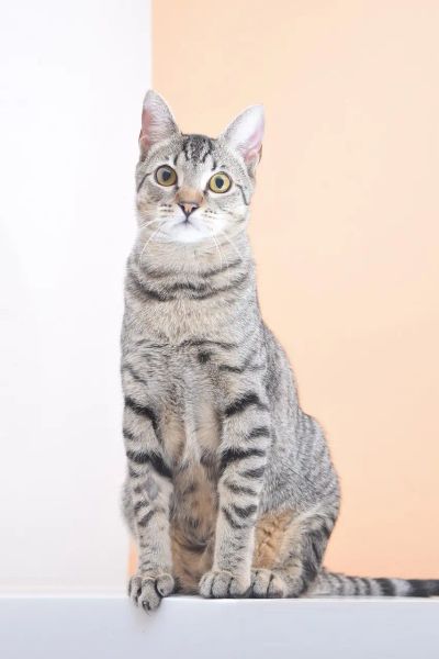 niewydolnosc-nerek-u-kotow-cichy-zabojca-pod-lupa - zdjęcie 2