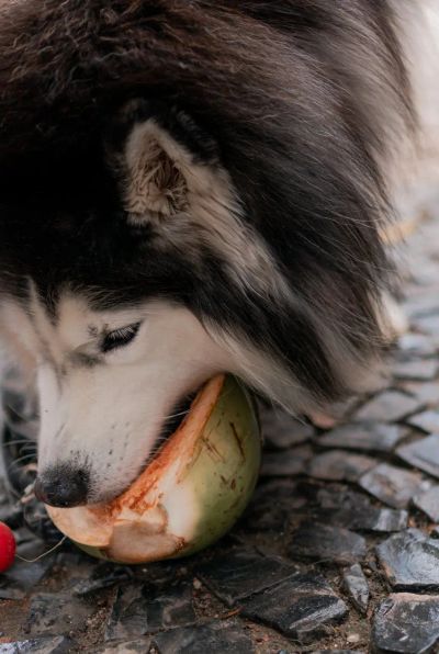 Owoce w diecie pupila: Zdrowy deser czy pułapka?