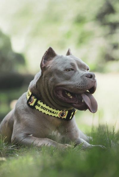 Padaczka u zwierząt