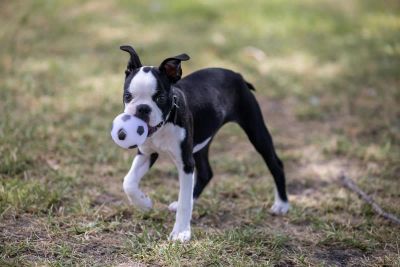 pies-i-dziecko - zdjęcie 1