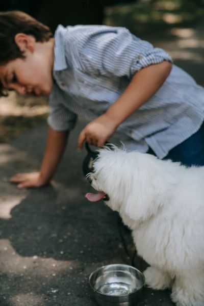pies-i-dziecko-budowanie-bezpiecznej-relacji-w-rodzinie - zdjęcie 2