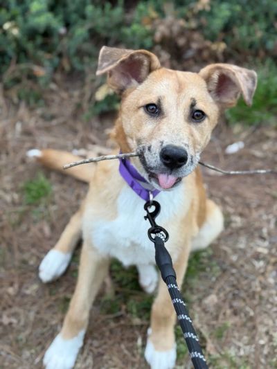 adopcja-psa-pierwsze-dni-w-nowym-pasywnym-domu - zdjęcie 1