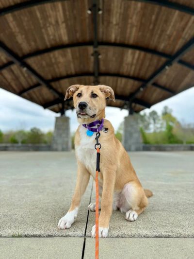 socjalizacja-szczeniaka - zdjęcie 1