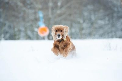 Strach przed weterynarzem