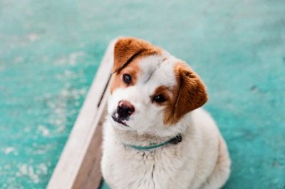 Strach przed weterynarzem: Jak zmienić traumę w rutynę?