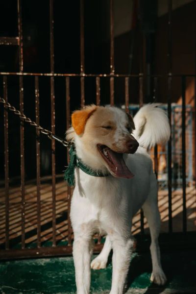 Szczekanie na dzwonek i gości