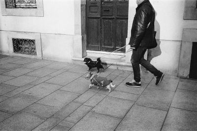 szczekanie-na-dzwonek-i-gosci - zdjęcie 1