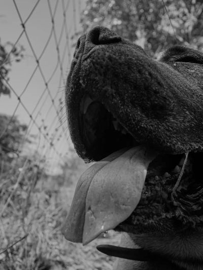 Udar cieplny u zwierząt