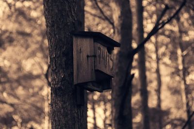 warzywa-dla-psa - zdjęcie 1