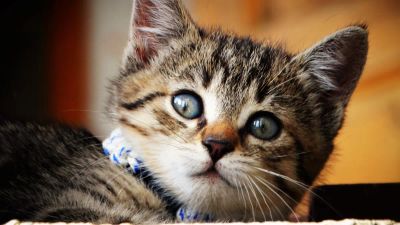 zabawy-wechowe - zdjęcie 1