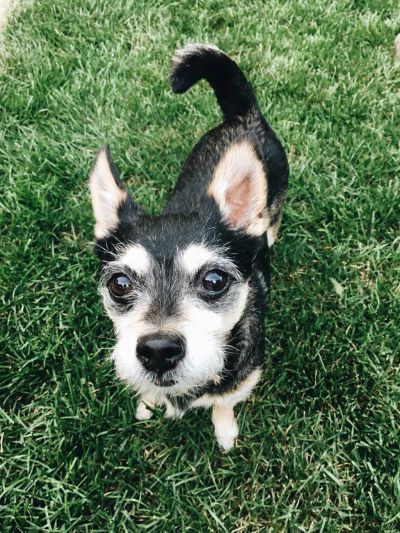 Szczekanie na gości