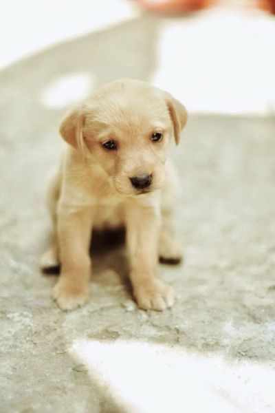 dieta-eliminacyjna-jak-wytropic-alergen-u-psa - zdjęcie 2