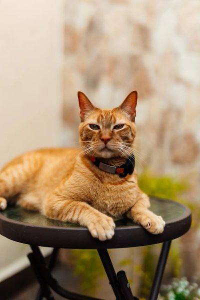 zdrowe-smaczki-treningowe - zdjęcie 2